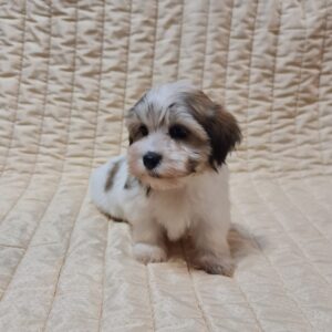 Fresco Havanese Fresco Havanese