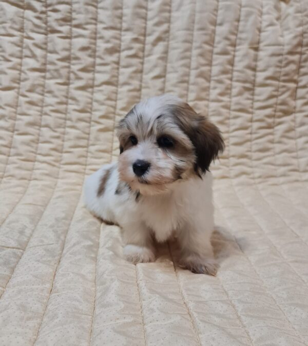 Fresco Havanese Fresco Havanese