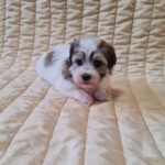 Fresco-male-havanese-puppy-for-sale- (1)