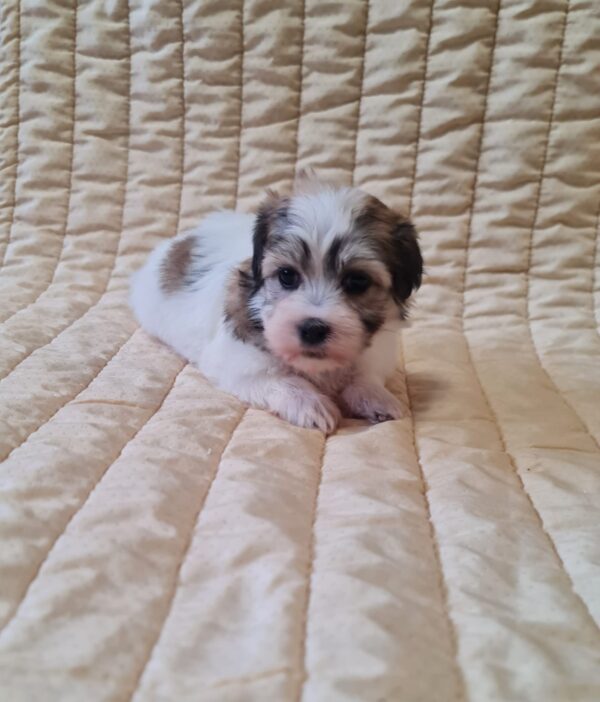 Fresco Havanese Fresco Havanese