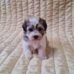 Fresco-male-havanese-puppy-for-sale- (3)