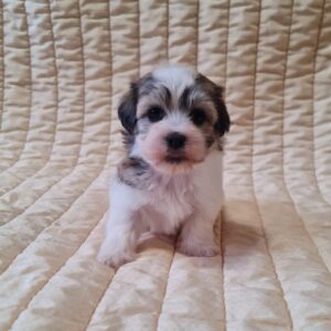 Fresco Havanese Fresco Havanese