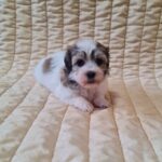 Fresco-male-havanese-puppy-for-sale- (5)