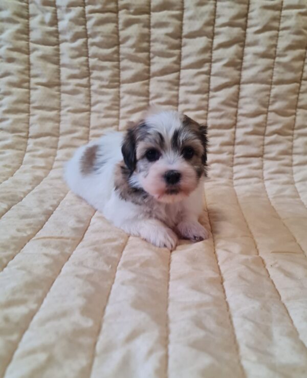 Fresco Havanese Fresco Havanese