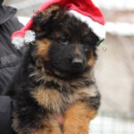 Gabriella-female-German-shepherd-puppy-for-sale-1 (1)