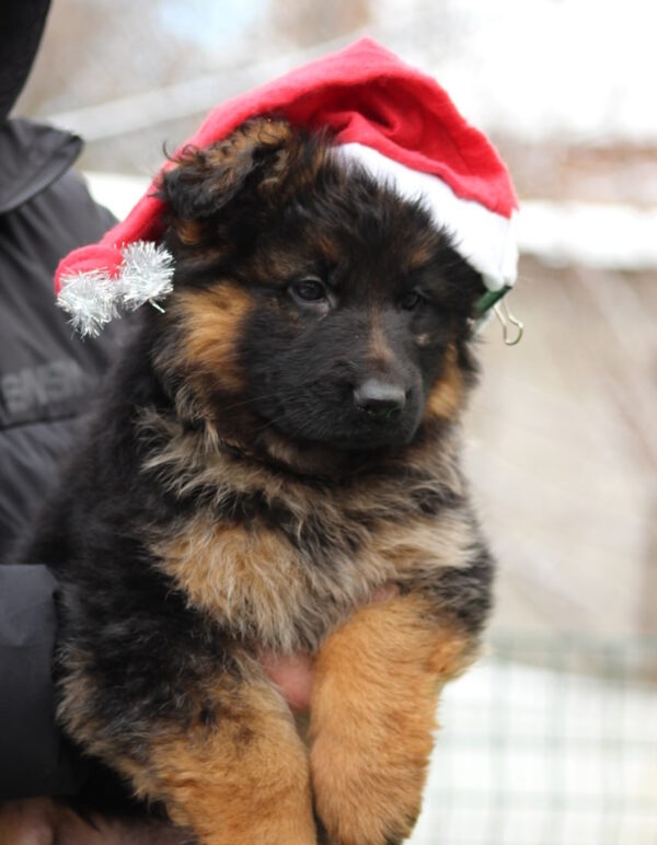 Gabriella German Shepherd Gabriella German Shepherd