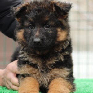 Gabriella German Shepherd Gabriella German Shepherd