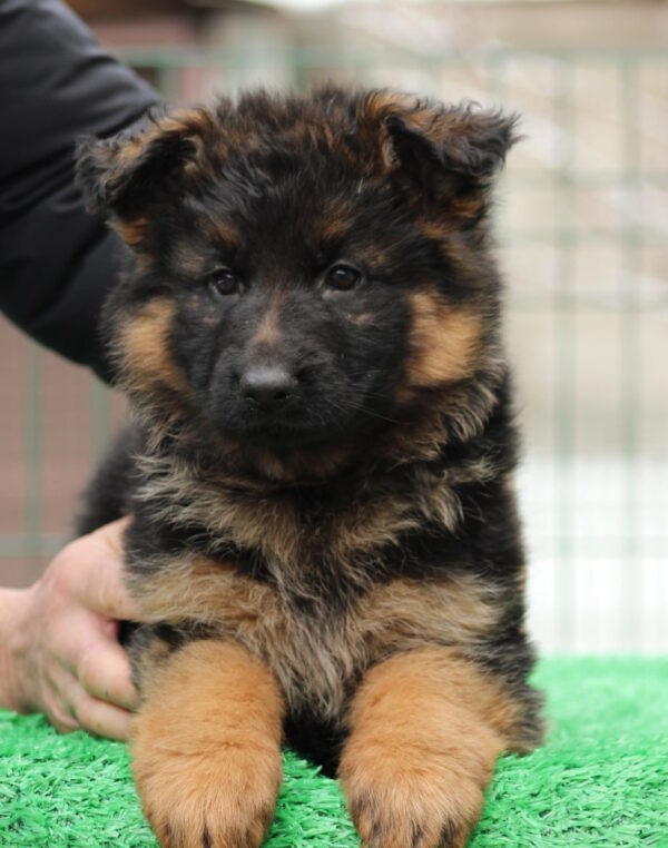 Gabriella German Shepherd Gabriella German Shepherd