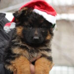 Gabriella-female-German-shepherd-puppy-for-sale-1 (3)