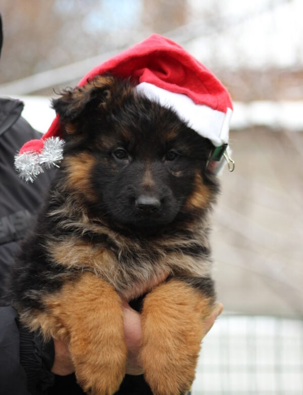 Gabriella German Shepherd Gabriella German Shepherd