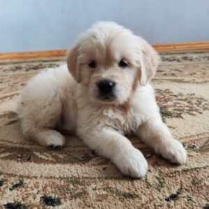 Gans Golden Retriever Gans Golden Retriever