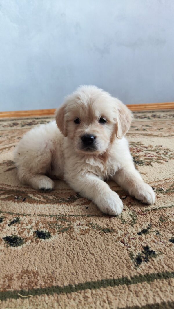 Gans Golden Retriever Gans Golden Retriever