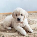 Gans-male-golden-retriver-puppy-for-sale-1 (2)