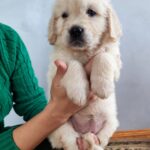 Gans-male-golden-retriver-puppy-for-sale-1 (3)