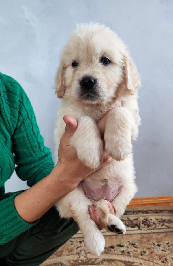 Gans Golden Retriever Gans Golden Retriever