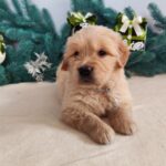 Garou-male-golden-retriver-puppy-for-sale-1 (1)