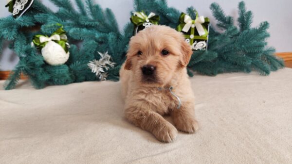 Garou Golden Retriever Garou Golden Retriever