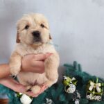 Garou-male-golden-retriver-puppy-for-sale-1 (2)