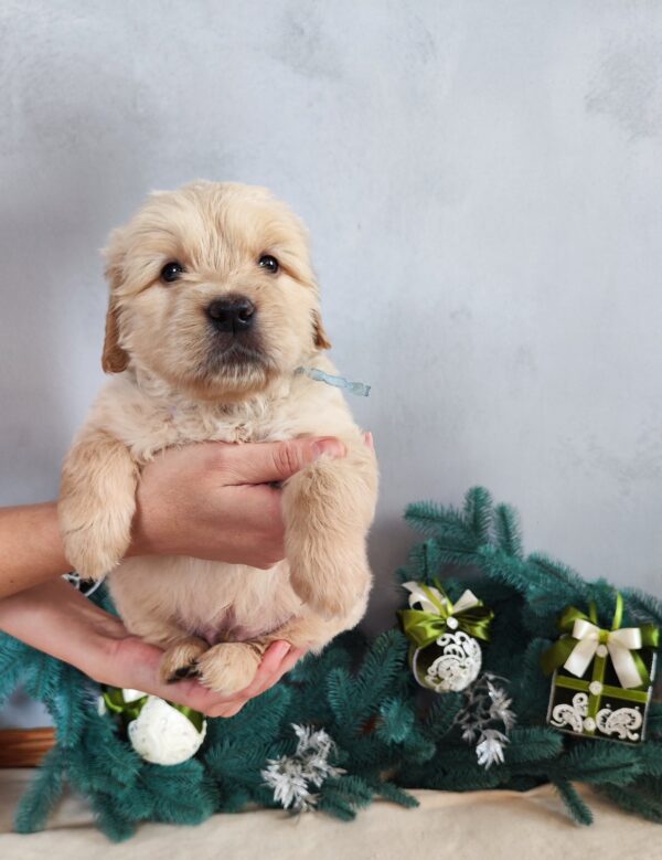 Garou Golden Retriever Garou Golden Retriever