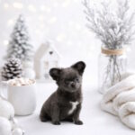 Genevieve-female-chihuahua-puppy-for-sale-1 (3)