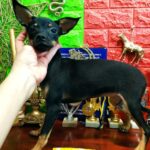 Georgina-female-Russian-Toy-puppy-for-sale-1