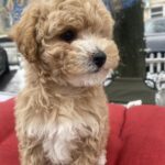 Gera-female-maltipoo-puppy-for-sale-1 (1)