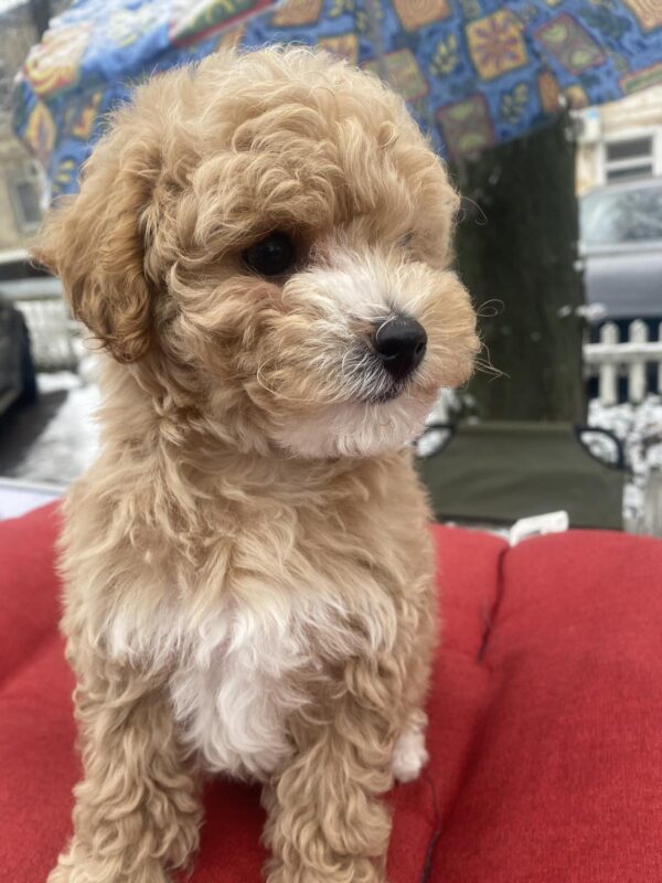 Gera Maltipoo Gera Maltipoo