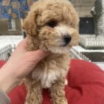 Gera-female-maltipoo-puppy-for-sale-1 (2)