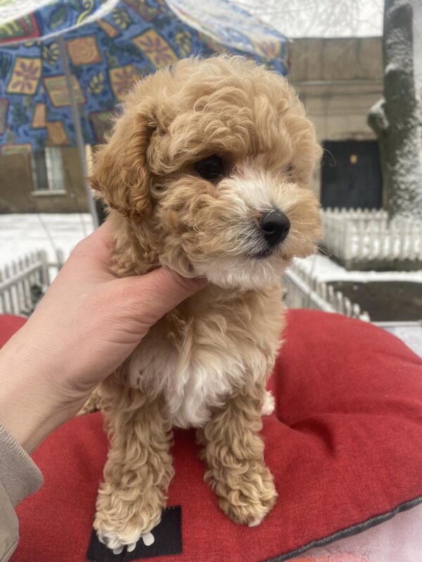 Gera Maltipoo Gera Maltipoo