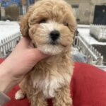 Gera-female-maltipoo-puppy-for-sale-1 (3)