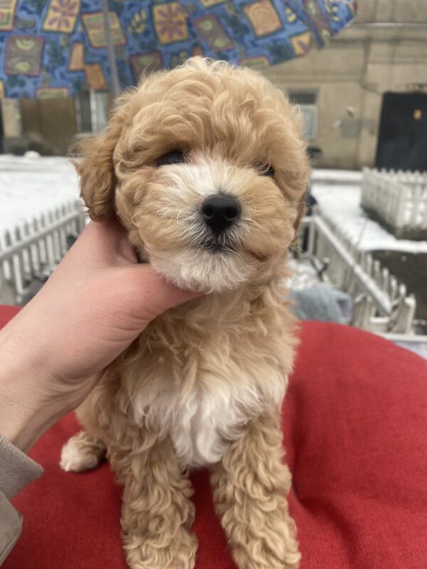 Gera Maltipoo Gera Maltipoo