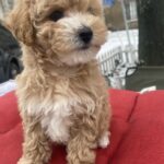 Gera-female-maltipoo-puppy-for-sale-1 (4)