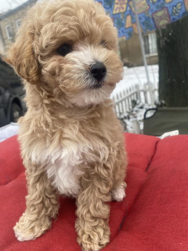 Gera Maltipoo Gera Maltipoo