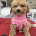 Gerda-female-maltipoo-puppy-for-sale-1 (1)