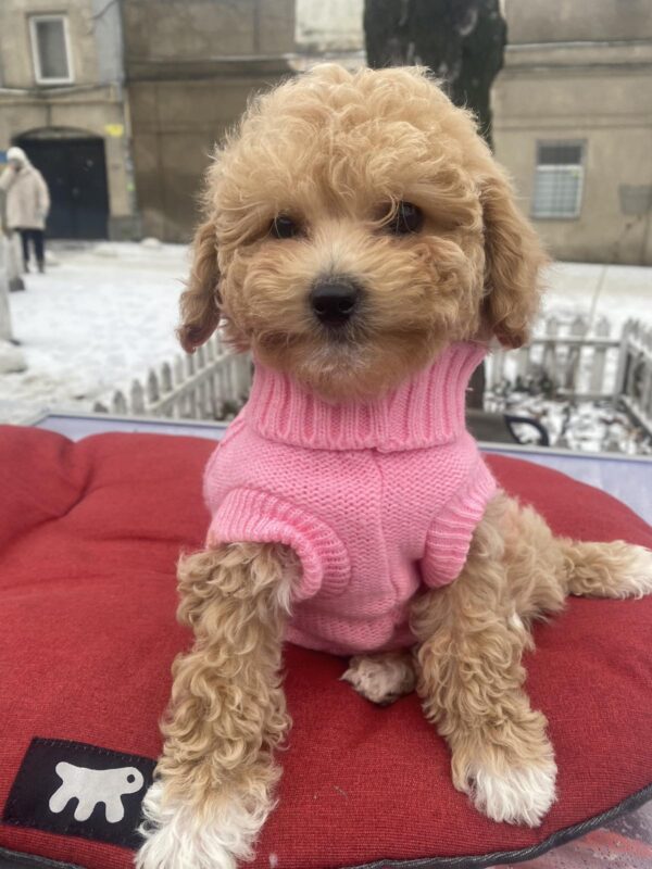 Gerda Maltipoo Gerda Maltipoo