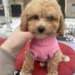 Gerda-female-maltipoo-puppy-for-sale-1 (2)