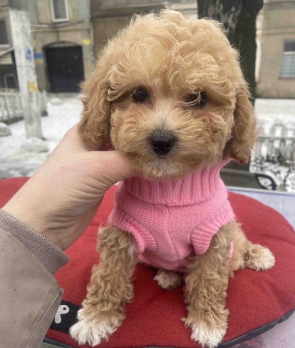 Gerda Maltipoo Gerda Maltipoo