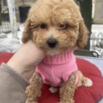 Gerda-female-maltipoo-puppy-for-sale-1 (3)