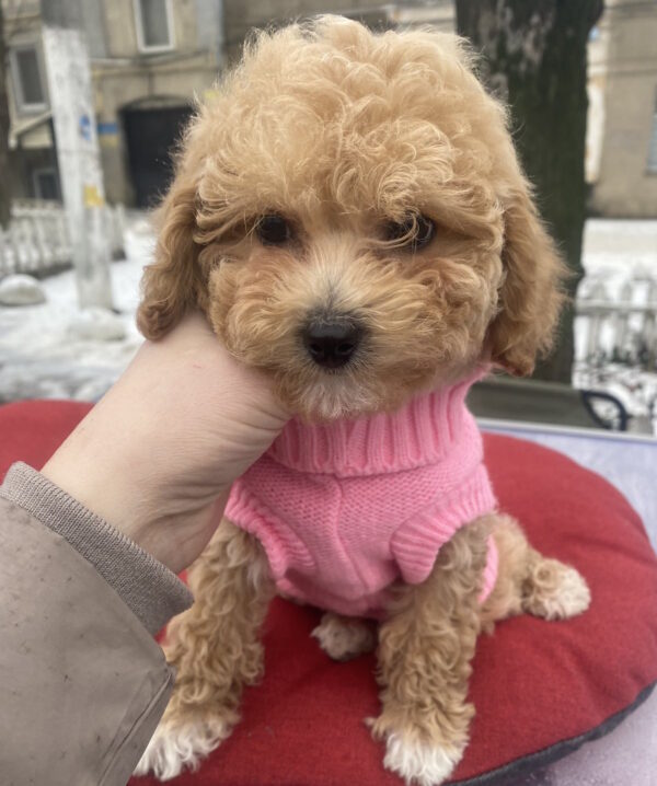 Gerda Maltipoo Gerda Maltipoo