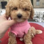 Gerda-female-maltipoo-puppy-for-sale-1 (4)