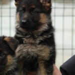 Germiona-male-German-shepherd-puppy-for-sale-1 (1)