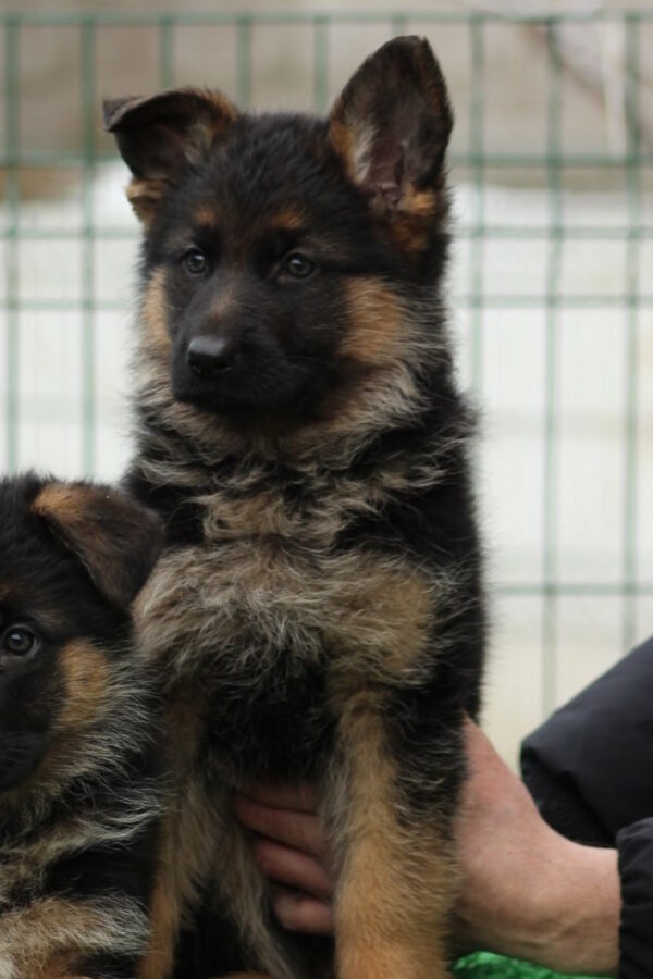 Germiona German Shepherd Germiona German Shepherd