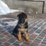 Germiona-male-German-shepherd-puppy-for-sale-1 (2)