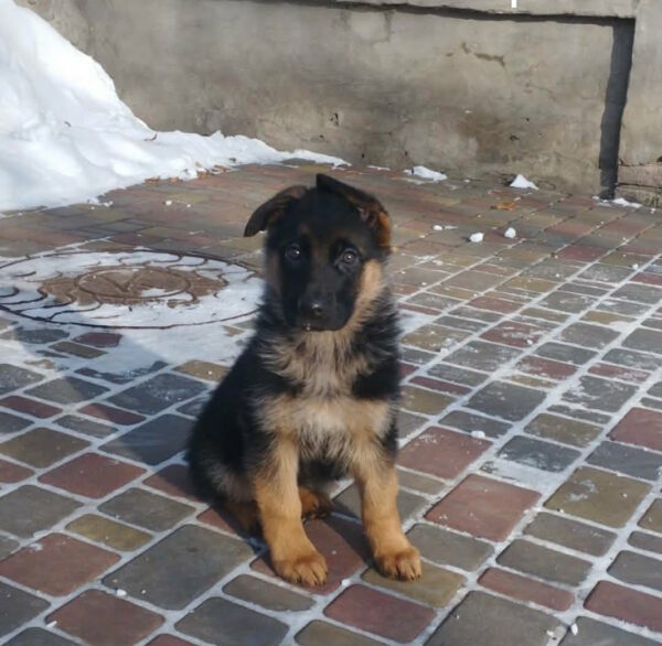 Germiona German Shepherd Germiona German Shepherd