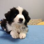Gia-female-border-collie-puppy-for-sale-1 (1)