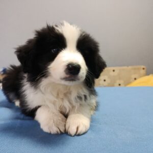 Gia Border Collie Gia Border Collie