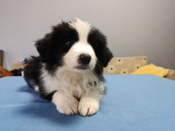 Gia Border Collie Gia Border Collie