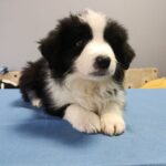 Gia-female-border-collie-puppy-for-sale-1 (2)