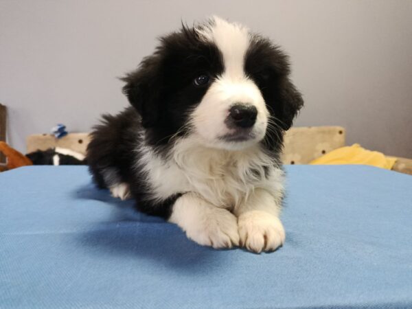 Gia Border Collie Gia Border Collie