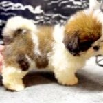 Giana-female-Shih-Tzu-puppy-for-sale-1